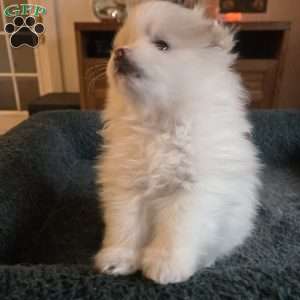 Eric, Pomeranian Puppy